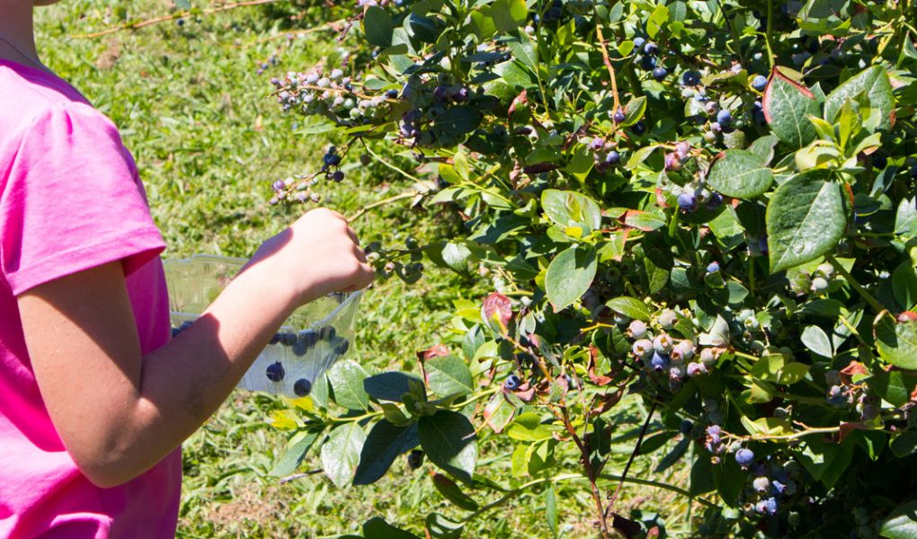 Une femme en train de cueillir des fruit myrtille dans une ferme de Tasmanie