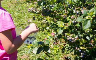 Une femme en train de cueillir des fruit myrtille dans une ferme de Tasmanie