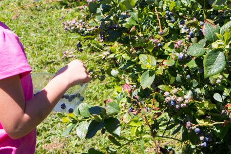 Une femme en train de cueillir des fruit myrtille dans une ferme de Tasmanie