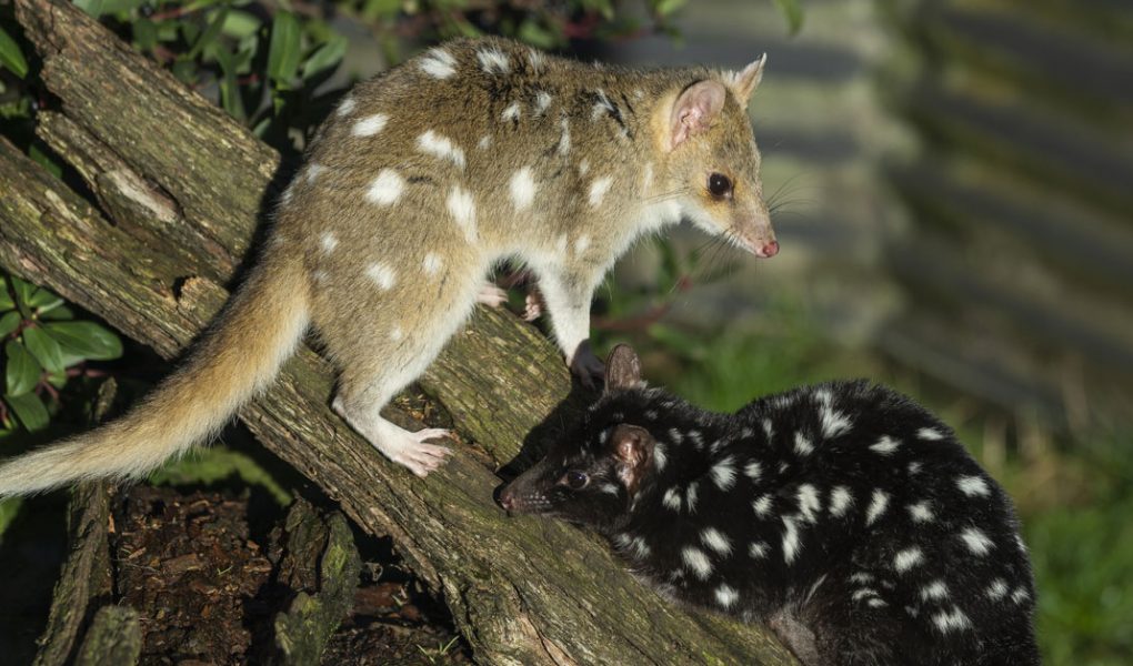 Animaux de tasmanie