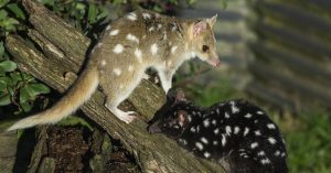 Animaux de tasmanie