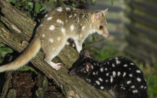 Animaux de tasmanie