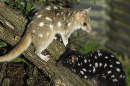 Animaux de tasmanie