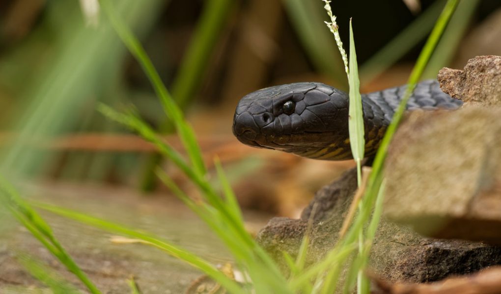 Le brown snake, un serpent dangereux de Tasmanie