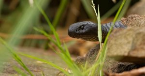 Le brown snake, un serpent dangereux de Tasmanie