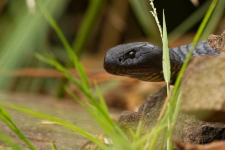 Le brown snake, un serpent dangereux de Tasmanie