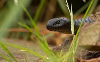 Le brown snake, un serpent dangereux de Tasmanie